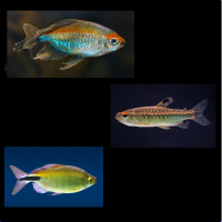 Congo zalmen